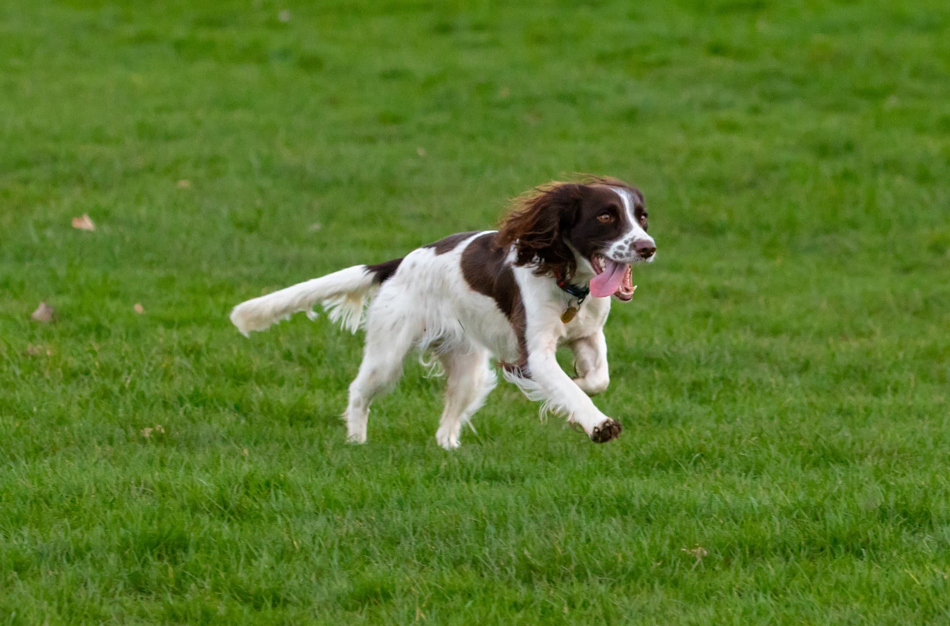 Beautiful spaniel in nature